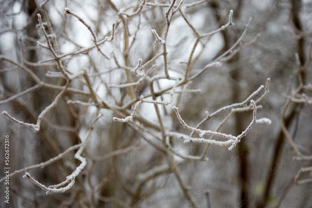 A leafless brunch covered with hoar frost, selective focus A leafless brunch covered with hoar frost, selective focus