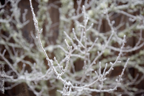A leafless brunch covered with hoar frost, selective focus