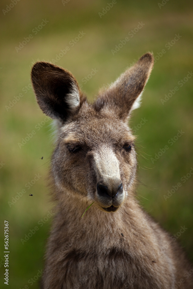 Flies irritating a kangaroo