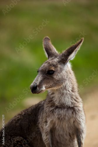 Fototapeta Naklejka Na Ścianę i Meble -  Eastern Grey Kangaroo, at Tom Groggins, Mount Kosciuszko National Park