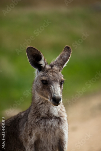 Eastern Grey Kangaroo, at Tom Groggins, Mount Kosciuszko National Park