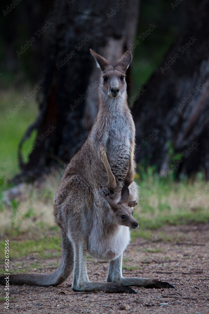 Eastern Grey Kangaroo and joey in pouch Eastern Grey Kangaroo and joey in pouch