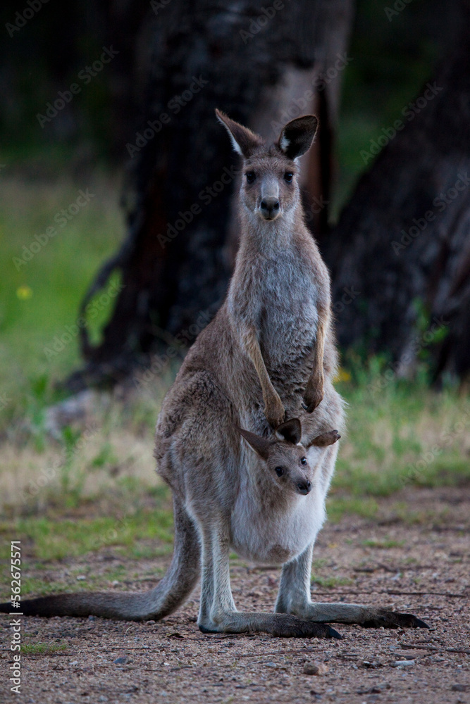 Eastern Grey Kangaroo and joey in pouch Eastern Grey Kangaroo and joey in pouch