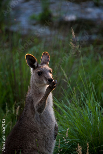 Young Eastern Grey Kangaroo, at Tom Groggins, Mount Kosciuszko National Park