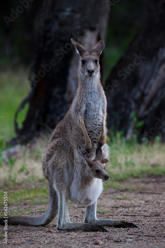 Eastern Grey Kangaroo and joey in pouch