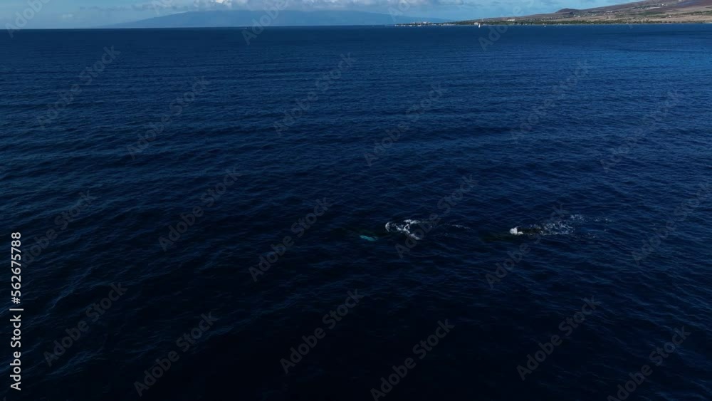 West Maui Whale Watching Aerial. West Maui Whale Watching Aerial.