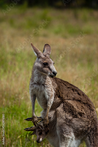 Fototapeta Naklejka Na Ścianę i Meble -  Eastern Grey Kangaroo and joey in pouch