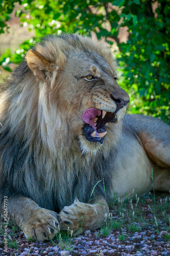 Young male lion (Panthera leo). Tuli Block.  Botswana