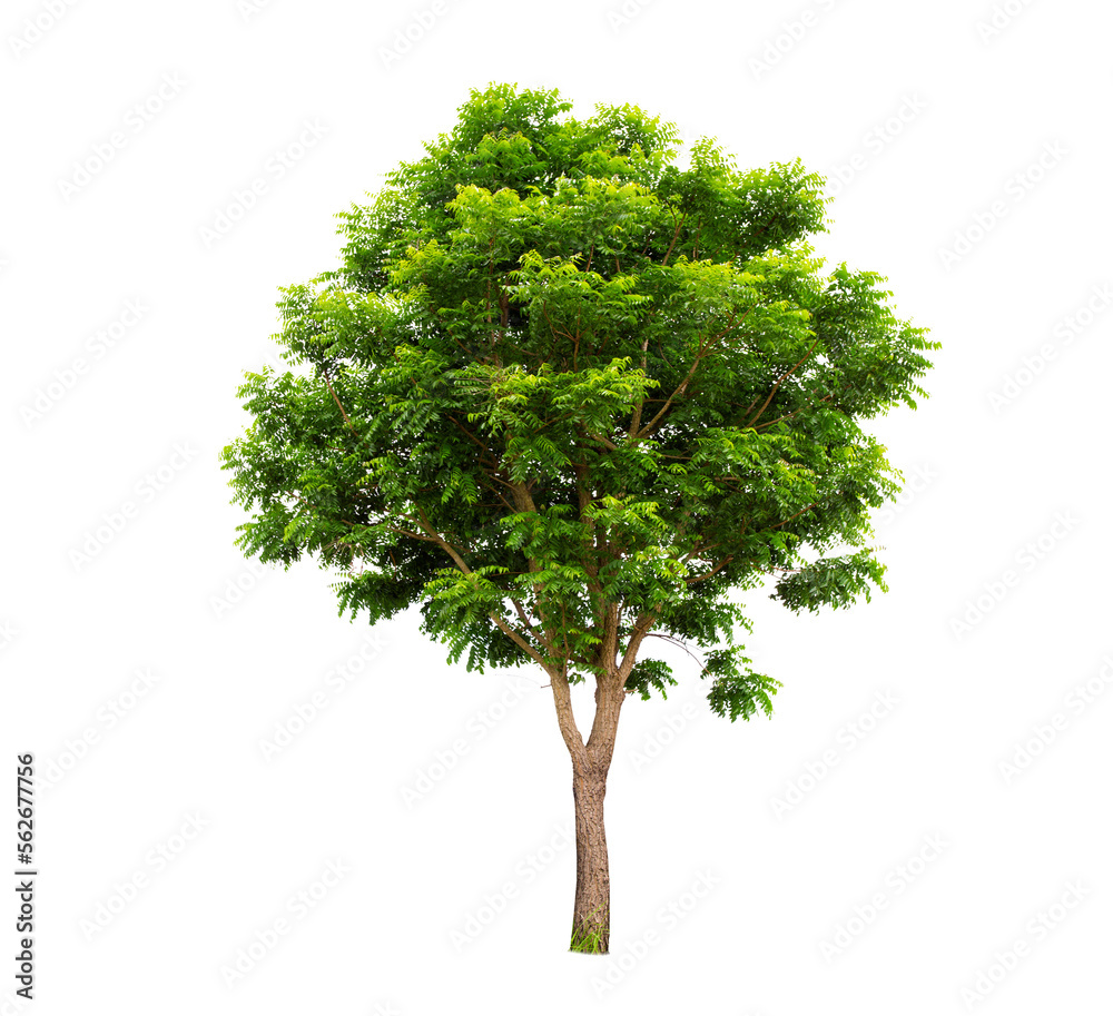 Isolated trees on white background. tropical tree in the northeast of Thailand, used for design, advertising and architecture Isolated trees on white background. tropical tree in the northeast of Thailand, used for design, advertising and architecture