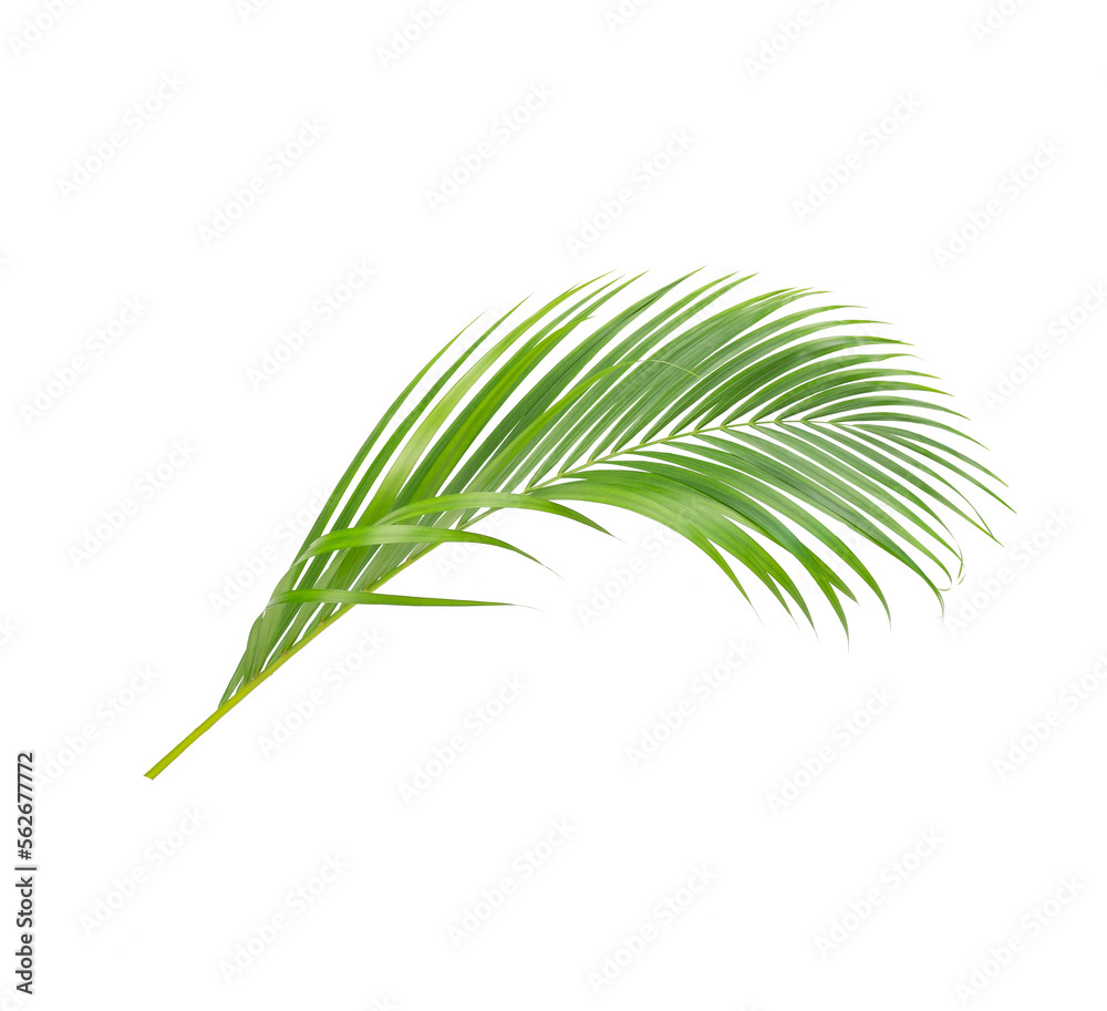 Obraz premium Green leaves of palm tree isolated on white background