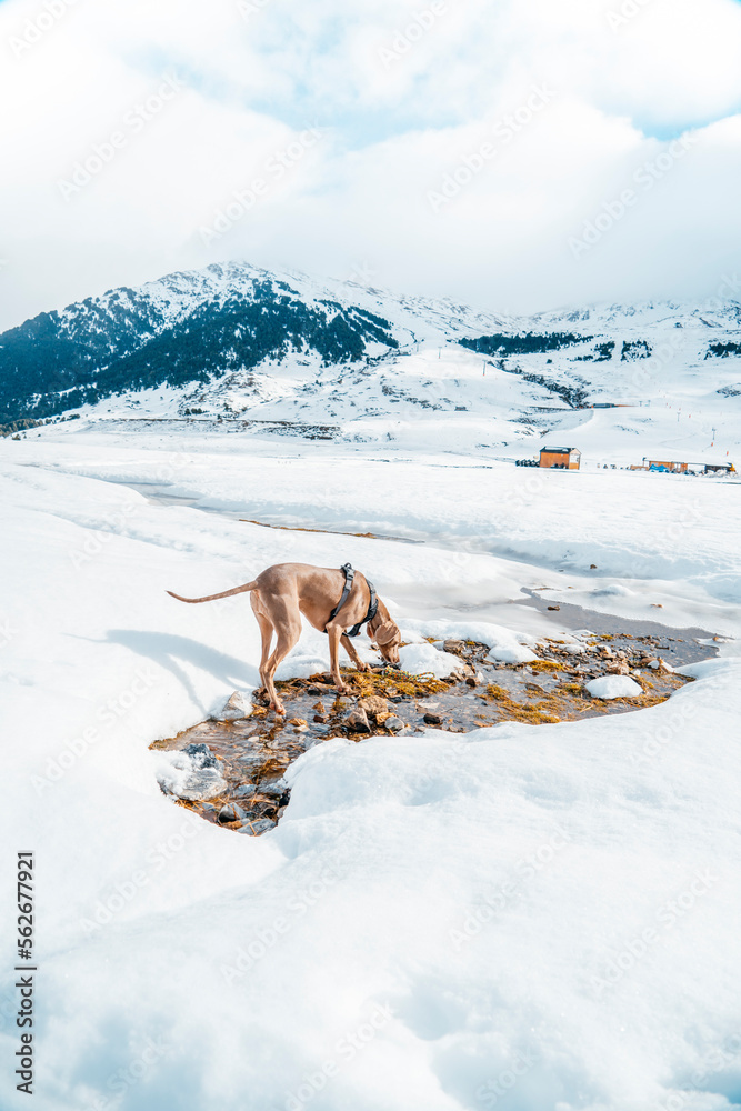 Dog and winter time. Weimaraner dog breed, portrait in winter, running and playing in the fluffy snow. Beautiful Weimaraner Dog Playing In Snow At Winter Day. Large Dog Breds For Hunting.
