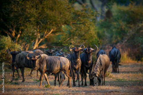 Small Blue wildebeest, common wildebeest, white-bearded gnu or brindled gnu (Connochaetes taurinus) herd in beautiful early morning light. Tuli Block.  Botswana. © Roger de la Harpe