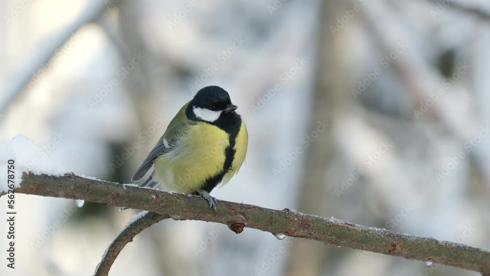 great tit bird perched on branch itching snowing weather winter scene Parus major natural world norway great tit bird perched on branch itching snowing weather winter scene Parus major natural world norway