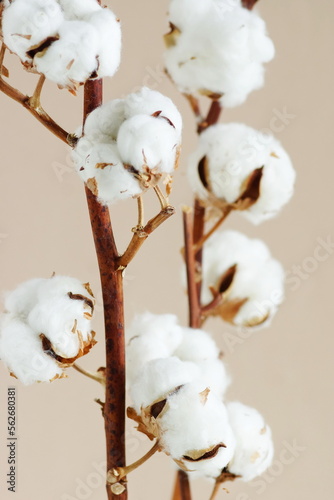 cotton flowers branches on beige background . Minimal floral card.Botanical Poster