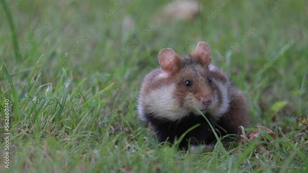 The European hamster (Cricetus cricetus) looking up from grass at cemetery, Vienna, Austria. 4K, Slow motion, 50 fps.