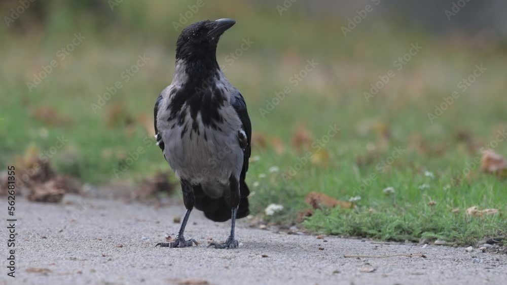 The hooded crow (Corvus cornix) observing surroundings on the road, Vienna Austria. Slow motion , 4K, 50fps The hooded crow (Corvus cornix) observing surroundings on the road, Vienna Austria. Slow motion , 4K, 50fps