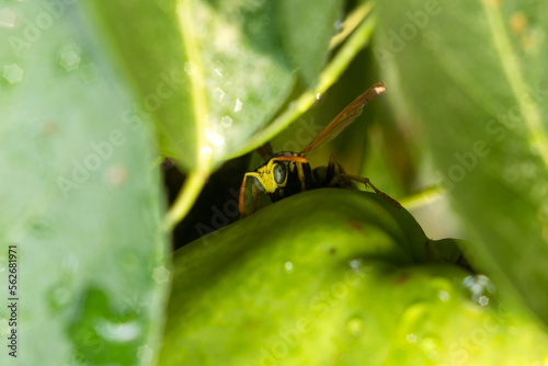 Wasp close-up insect macro in the wild. Selective focus © Алексей Филатов