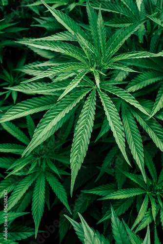 Fototapeta Naklejka Na Ścianę i Meble -  Cannabis Plant