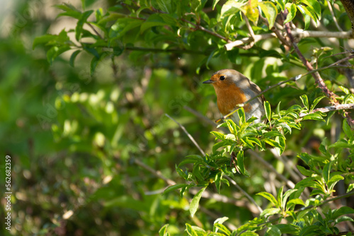 A robin sitting in a thorny bush. Erithacus rubecula.