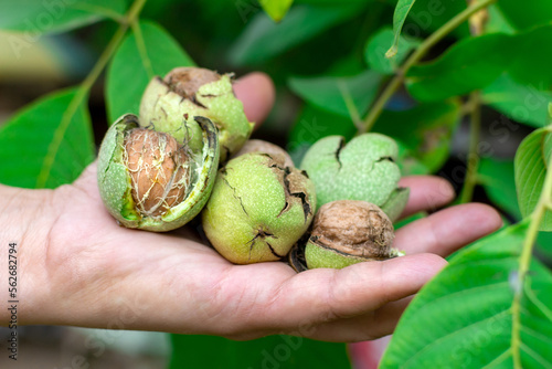 Walnuts in hand. Harvesting. Whole walnut, healthy organic food concept. Selective focus