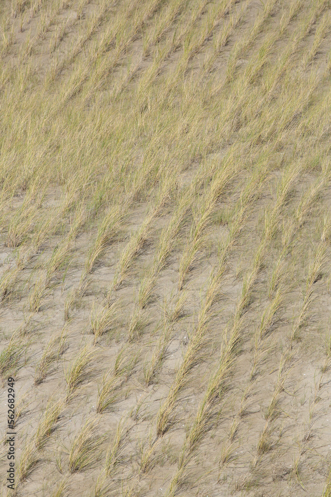 A close-up of newly planted European Beachgrass in the dunes
A close-up of newly planted European Beachgrass in the dunes