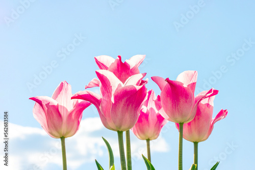 Bright pink and white blossoming tulip flowers on the field in spring against the blue sky with copy space.