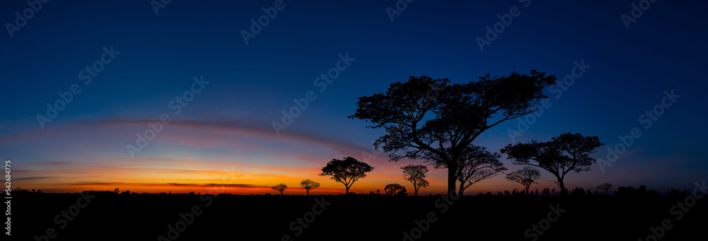 Panorama silhouette tree in africa with sunset.Tree silhouetted against a setting sun.Dark tree on open field dramatic sunrise.Typical african sunset with minimal acacia trees in Masai Mara, Kenya.