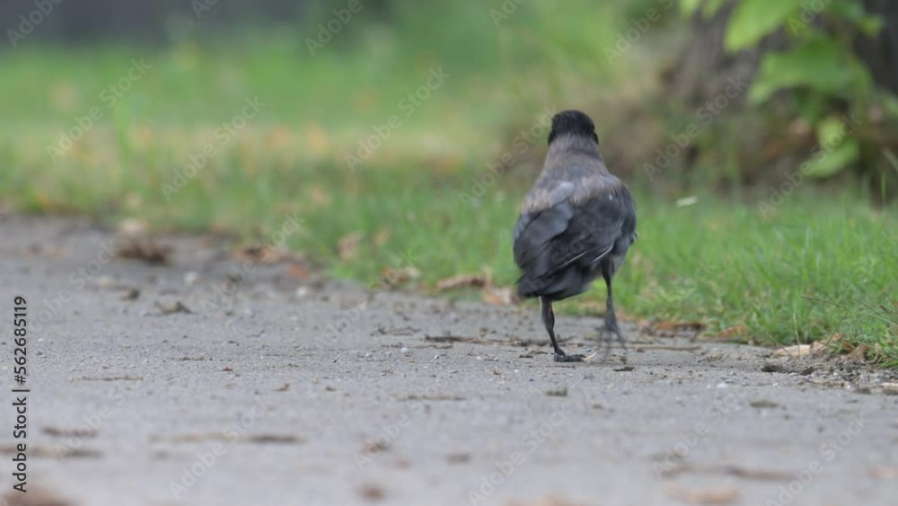 The hooded crow (Corvus cornix) jumping away on the road, Vienna Austria. Slow motion , 4K, 50fps