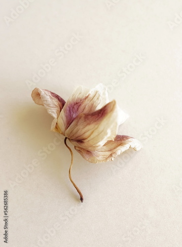 dry orchid flower close up on beige background . macro flower.Minimal floral card. Botanical poster.