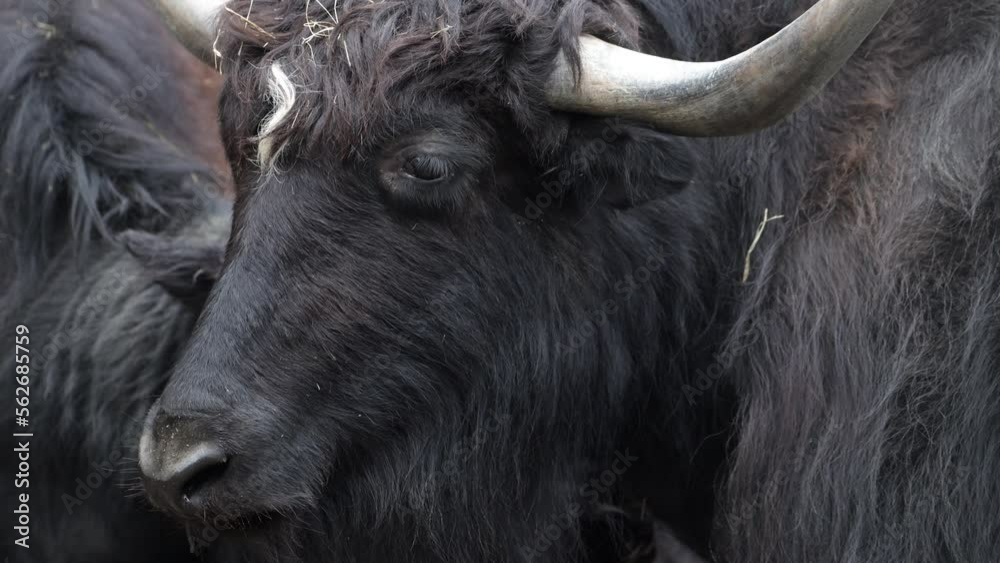 Medium closeup of a buffalo's face with an oxpecker in its nose, Kruger National Park. 