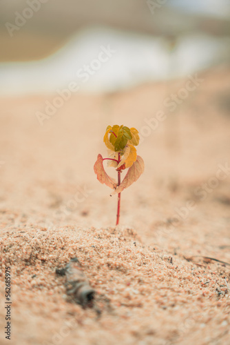 plant in the sand