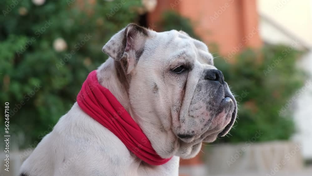 Young english bulldog in a red bandage collar sits and looking around in the yard in summer and guard the house. Outdoors. Pet Concept Young english bulldog in a red bandage collar sits and looking around in the yard in summer and guard the house. Outdoors. Pet Concept