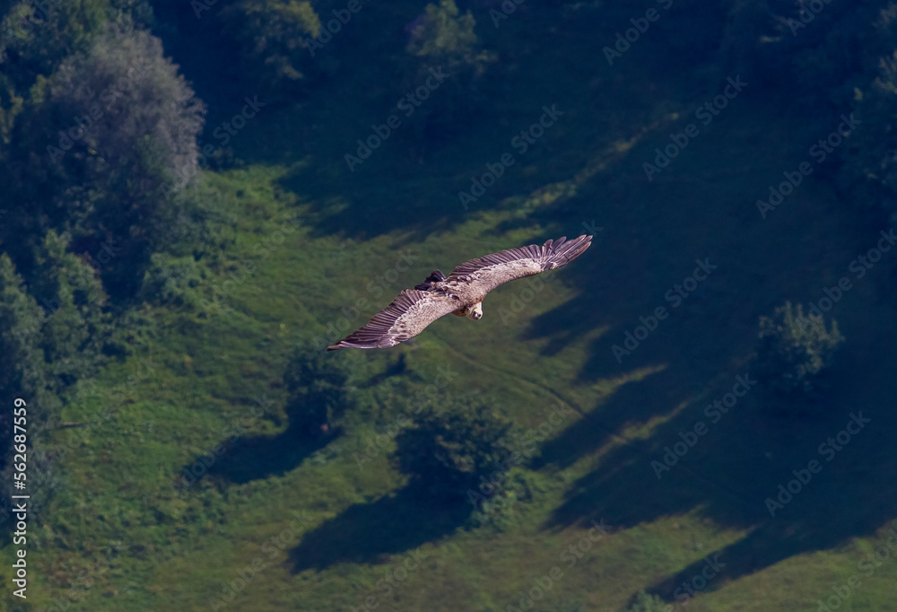 Fototapeta premium Griffon Vulture (Gyps fulvus) lives on rocky and mountainous terrain, and builds nests on rocks.