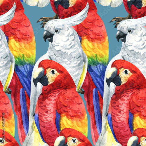 Watercolor cute parrot pattern. Pattern parrot. Watercolor cute animal. Watercolor cute bird. Hand painting postcard isolated white background. birds. cute pattern. cute parrot pattern. © Kat_branch_art