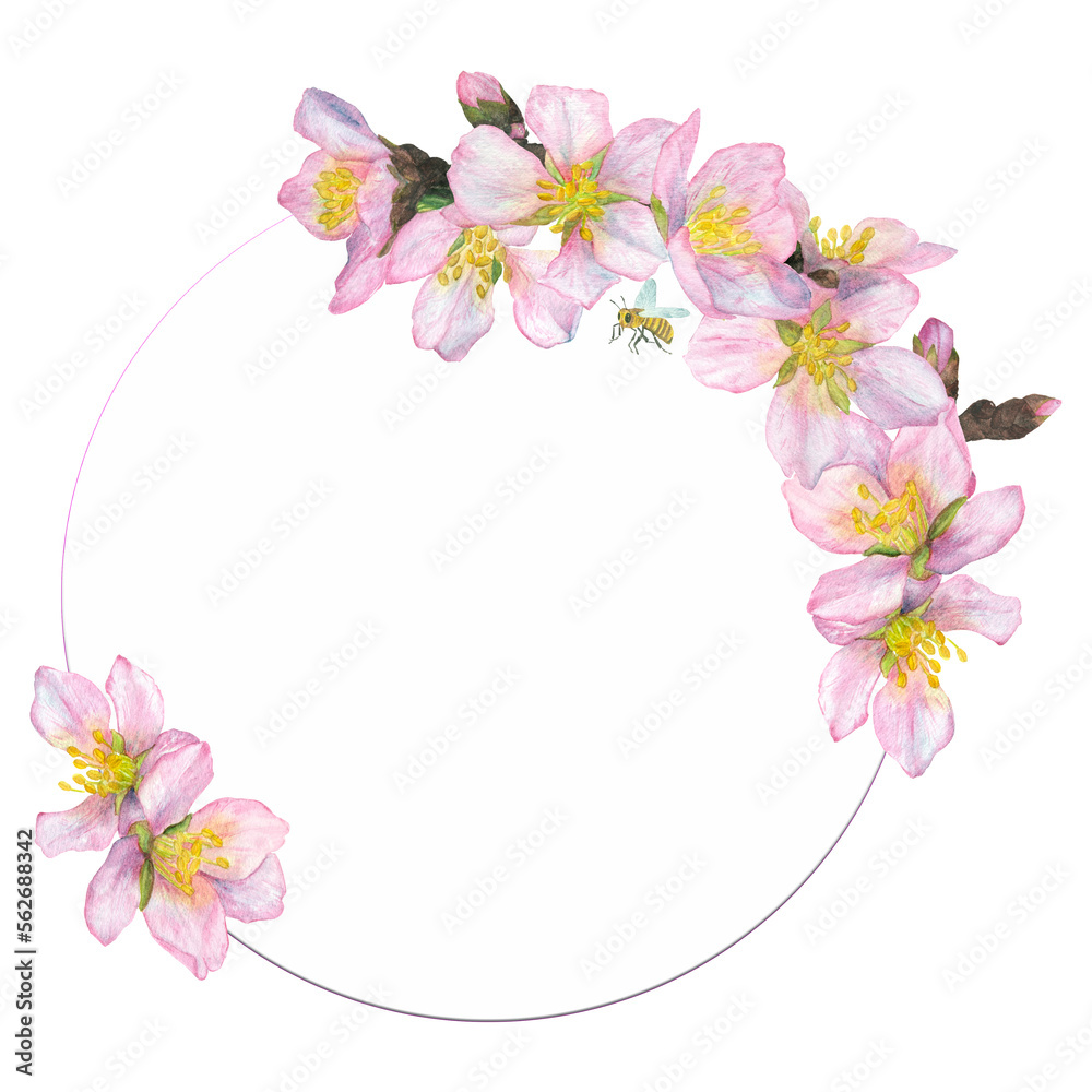 Watercolor illustration, round frame with cherry blossoms on a white background. a postcard, an invitation to a holiday. Watercolor illustration, round frame with cherry blossoms on a white background. a postcard, an invitation to a holiday.