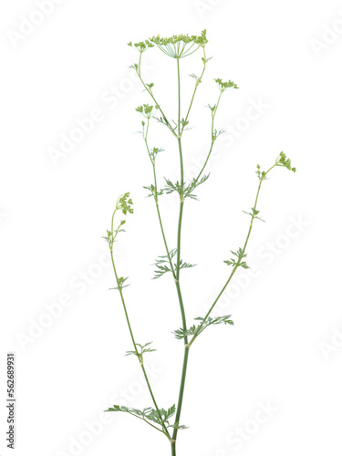 Parsley leaves and flowers, blooming plant isolated on white