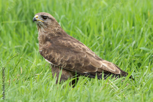 A portrait of a Common Buzzard in a meadow 