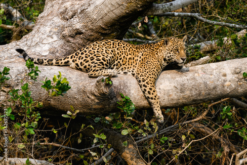 Wild Jaguar lying down on fallen tree trunk in Pantanal  Brazil
