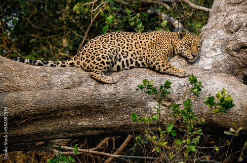 Wild Jaguar lying down on fallen tree trunk in Pantanal, Brazil © FotoRequest