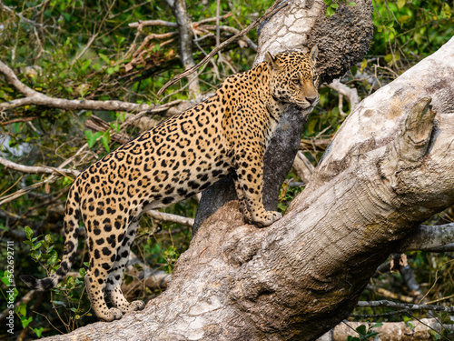 Wild Jaguar standing on fallen tree trunk in Pantanal, Brazil