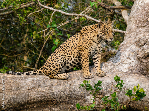 Wild Jaguar sitting on fallen tree trunk in Pantanal  Brazil