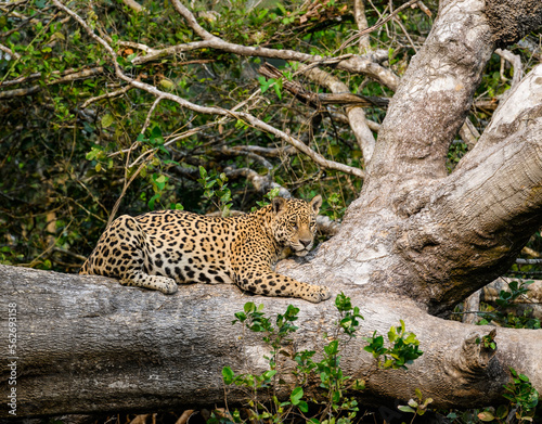 Wild Jaguar lying down on fallen tree trunk in Pantanal  Brazil