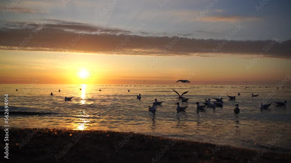 A flock of seagulls is resting in the sea. Warm sunset sky over the ocean, sun glare. Silhouettes of seagulls sitting on the water and flying up with the sea in the background at sunset A flock of seagulls is resting in the sea. Warm sunset sky over the ocean, sun glare. Silhouettes of seagulls sitting on the water and flying up with the sea in the background at sunset