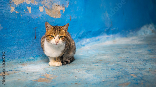 Cats in Chefchaouen, the Blue City in Morocco - Africa © Giuliano