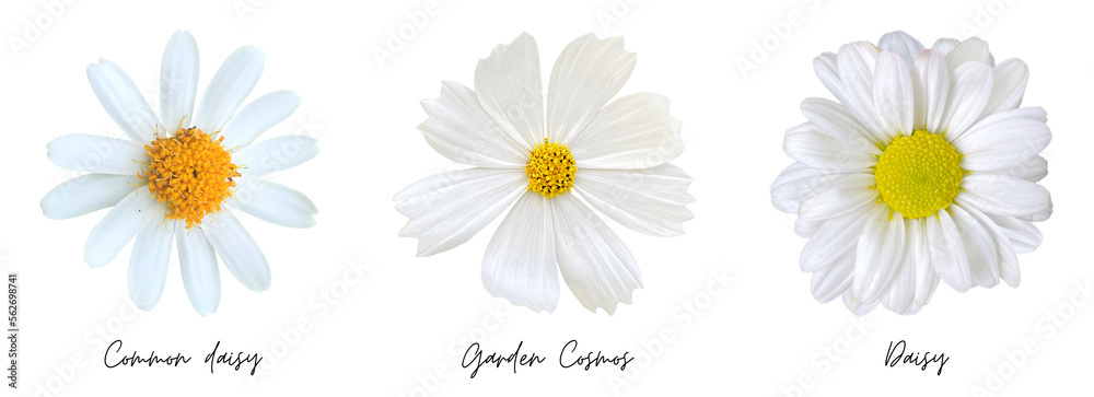 White flowers clipart png White flowers clipart png