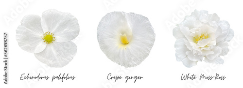 White flowers clipart png