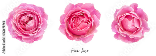Pink rose clipart png