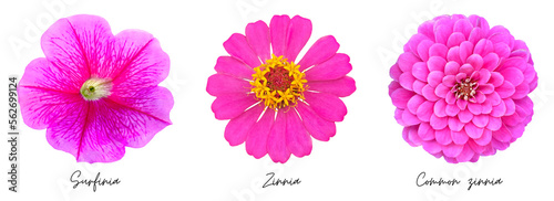 Pink flowers clipart png 