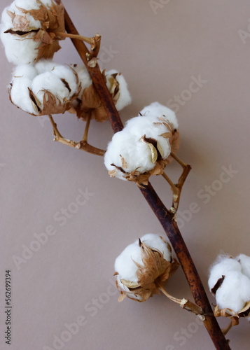 cotton flowers branch on beige background . poster. Minimal floral card.Botanical print