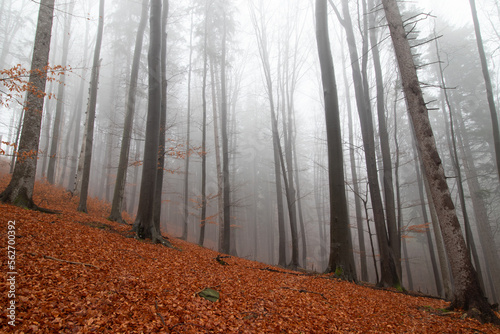 Quadro em tela Dark and drizzly weather in the forest with morning mist contrasting with the orange fallen leaves
